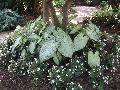 June Bride Caladium / Caladium bicolor 